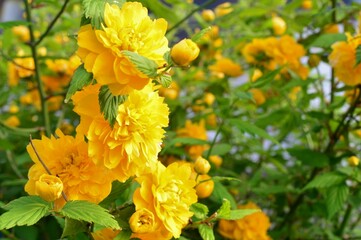 庭に咲くヤエヤマブキ（八重山吹）