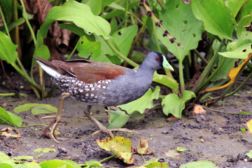 Spot-flanked Gallinule (Porphyriops melanops), isolated, walking amidst vegetation.