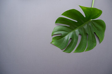 Tropical monstera leaves on gray background. Summer concept.