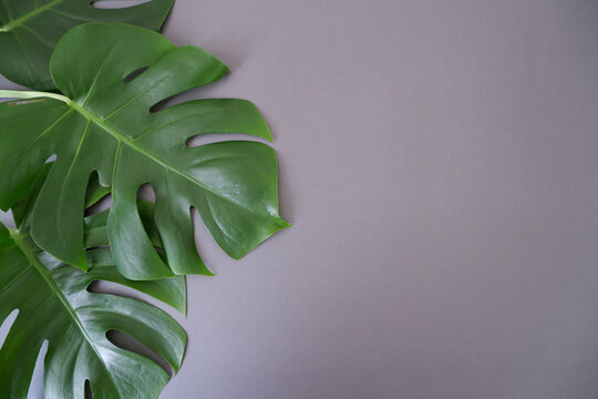 Tropical monstera leaves on gray background. Summer concept.