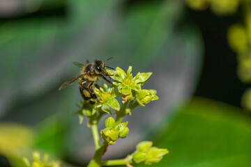 European honey bee (apis mellifera), pollinating avocado flower (persea americana)