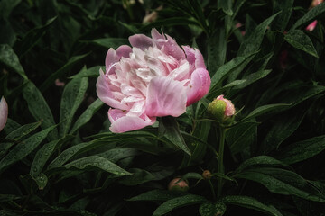 pink peony in the garden