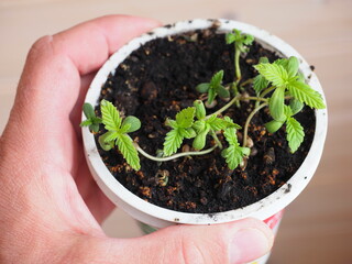 Plant hemp close up. Medical cannabis marijuana in pot