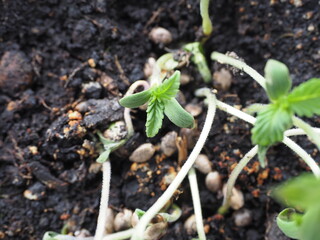 Plant hemp close up. Medical cannabis marijuana in pot