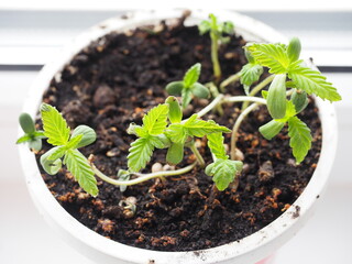 Plant hemp close up. Medical cannabis marijuana in pot