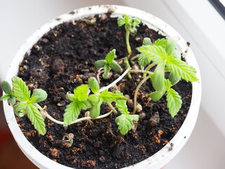 Plant hemp close up. Medical cannabis marijuana in pot