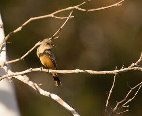 small songbird on a branch
