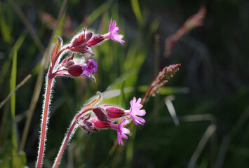 Two twin sisters in a sunny day behind the polar circle