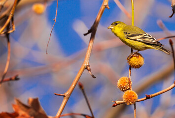 yellow warbler