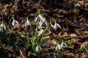 White snowdrop flower, close up. Galanthus blossoms illuminated by the sun in the green blurred background, early spring. Galanthus nivalis bulbous, perennial herbaceous plant in Amaryllidaceae family