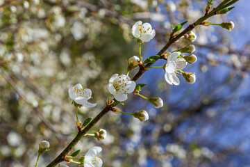 Spring blossoms of Spreading Plum tree, Prunus divaricata, white flowers blooming during Spring Sakaru season. Macro closeup