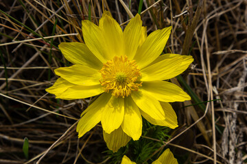 Yellow forest flowers Adonis vernalis, pheasant's eye, spring pheasant's eye, yellow pheasant's eye, false hellebore. The plant is poisonous, containing cardiostimulant compounds
