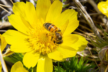 Honey bee on blooming adonis flower, Spring background, honey bee pollinating wild yellow flower