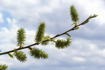 Flowering pussy willow, Salix caprea, female specimens on a background of charming blue sky. Mass flowering of willow cats in early spring with a beautiful bokeh background. Artistic photo, spring