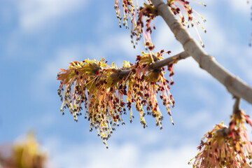 Box Elder, Acer negundo, blossom. Box Elder inflorescence in spring. Close-up