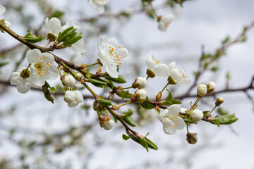 Wild white plum blossoms close up in a forest on a sunny spring day. Species Prunus cerasifera aka cherry plum or myrobalan plum