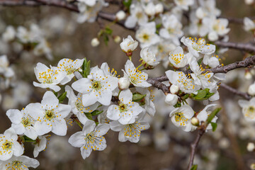 Wild white plum blossoms close up in a forest on a sunny spring day. Species Prunus cerasifera aka cherry plum or myrobalan plum