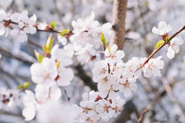 Beautiful cherry blossom branch closeup nature photography. Spring blooming white flowers macro image. Gentle photo in fine art style