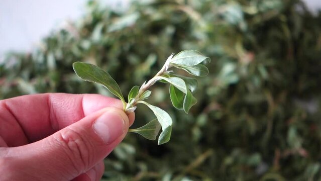 In Turkey, chopping madımak grass from herbal food, Madımak grass for yozgat madımak dish,