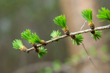 A young branch of a flowering larch on a Sunny spring day