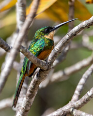 A Rufous-tailed Jacamar also knows as Ariramba perched on a tree in the forest of the cerrrado biome. Species Galbula ruficauda.  Bird lover. Birdwataching. Birding. Animal world.