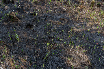 Field after fire - scorched grass and trees