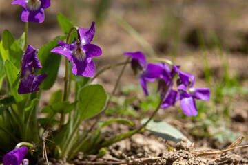 Viola odorata. Scent-scented. Violet flower forest blooming in spring. The first spring flower, purple. Wild violets in nature