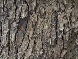 bark structure. Tree trunk close-up. Bark of tree. Botany