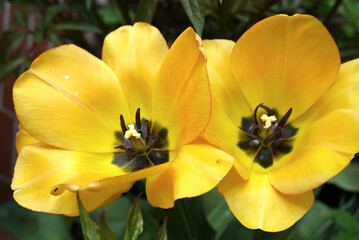 Zbliżenie kwiatu żółtego tulipana	
 - obrazy, fototapety, plakaty