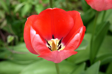 Zbliżenie kwiatu czerwonego tulipana	 - obrazy, fototapety, plakaty