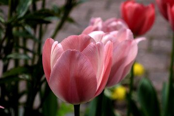 Zbliżenie kwiatu różowego tulipana	 - obrazy, fototapety, plakaty