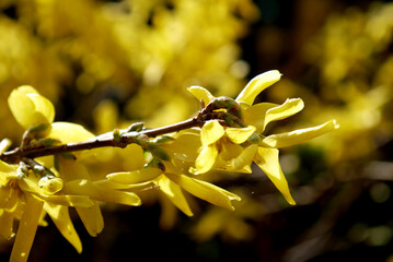 Zbliżenie żółtych kwiatów forsycji	