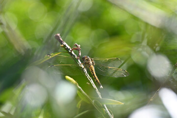 初夏の晴れた日に枝に止まり羽根を休めるトンボ