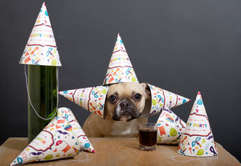 Purebred bulldog breed dog with big black eyes and ears sits with a cheerful holiday caps on its...