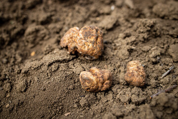 Pick and found mushrooms black truffles in the forest	
