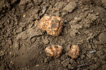 Pick and found mushrooms black truffles in the forest	