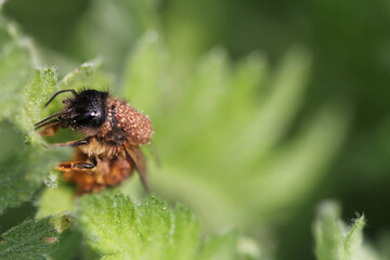 mites parasitize a Wild bee 