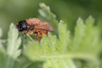 mites parasitize a Wild bee 