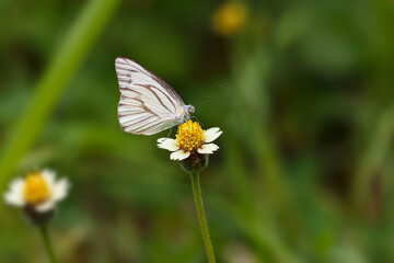 white butterfly on grass with yellow stamens on the natural background