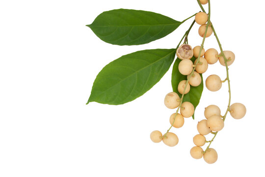 Baccaurea ramiflora ripe on in tropical plant on isolated white background,with clipping paths