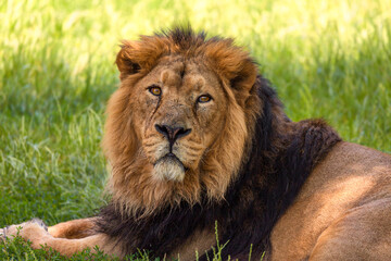 Majestic Asiatic Lion Portrait in green background. Male, female lion in nature in India.