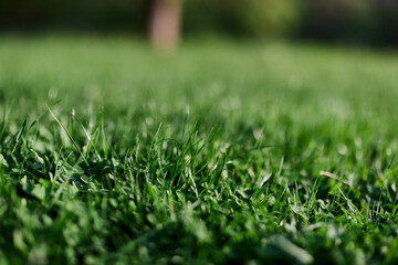 Green spring grass growing in a clearing, taken close-up in sunlight