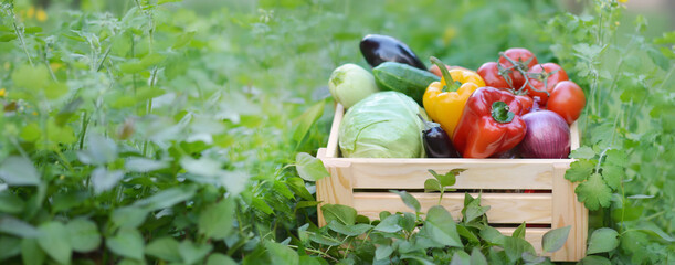Fresh organic vegetables in a wooden box on the background of a vegetable garden.Cabbage, pepper,...