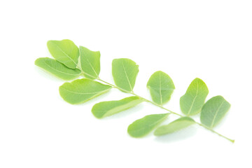 Rows of small green leaves with stems and leaves and details on fresh leaves on a separate white background.