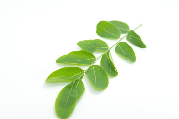Rows of small green leaves with stems and leaves and details on fresh leaves on a separate white background.