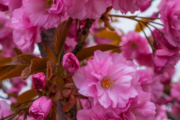  Beautiful Sakura flowers during spring season in the park, Flora pattern texture, Nature floral background.