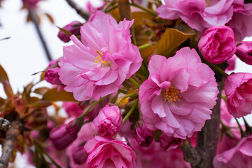 Fototapeta na wymiar Beautiful Sakura flowers during spring season in the park, Flora pattern texture, Nature floral background.