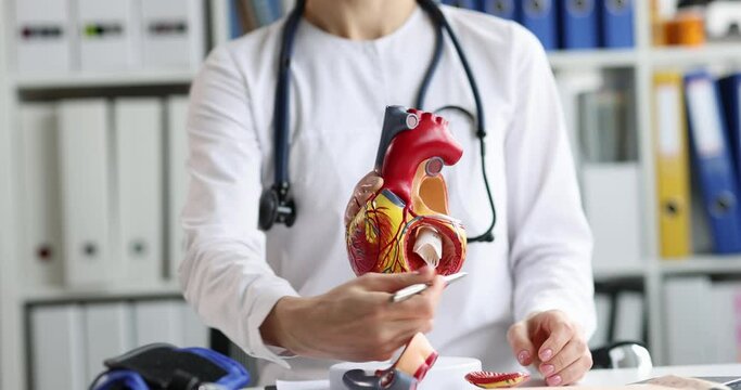 Cardiologist shows anatomy of the heart on model