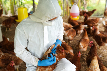 Veterinarians vaccinate against diseases in poultry such as farm chickens, H5N1 H5N6 Avian...