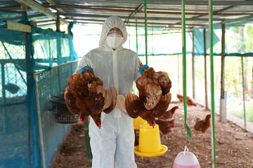 Veterinarians vaccinate against diseases in poultry such as farm chickens, H5N1 H5N6 Avian Influenza (HPAI), which causes severe symptoms and rapid death of infected poultry.
